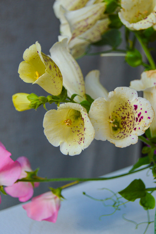 What's Blooming in Colorado?